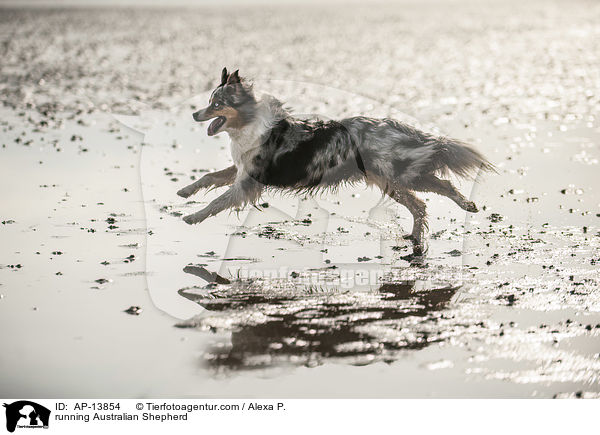 rennender Australian Shepherd / running Australian Shepherd / AP-13854