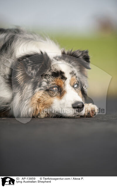 liegender Australian Shepherd / lying Australian Shepherd / AP-13859