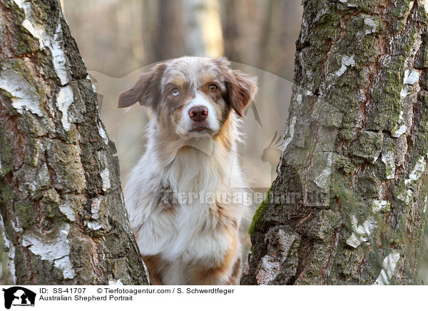 Australian Shepherd Portrait / Australian Shepherd Portrait / SS-41707