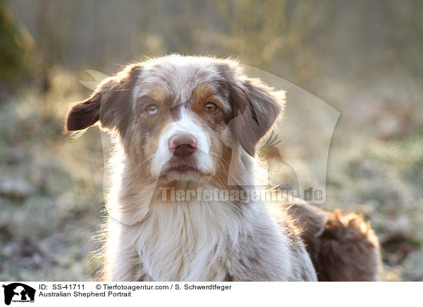 Australian Shepherd Portrait / Australian Shepherd Portrait / SS-41711