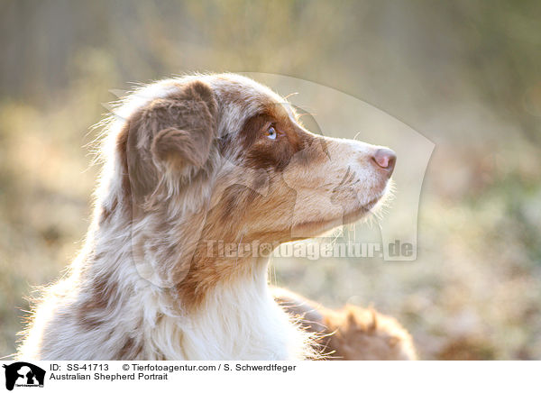 Australian Shepherd Portrait / Australian Shepherd Portrait / SS-41713