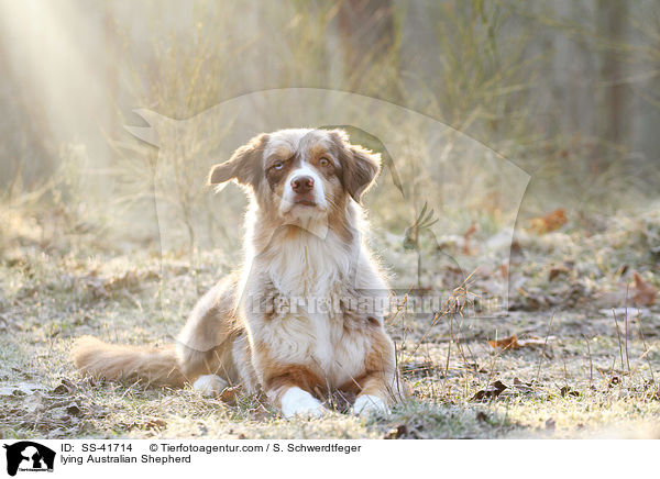 liegender Australian Shepherd / lying Australian Shepherd / SS-41714