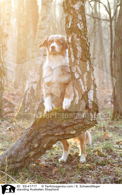 stehender Australian Shepherd / standing Australian Shepherd / SS-41717