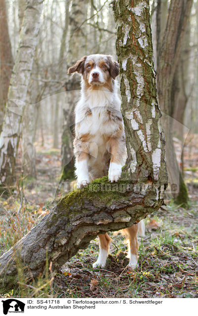 stehender Australian Shepherd / standing Australian Shepherd / SS-41718