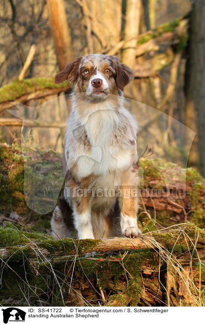 stehender Australian Shepherd / standing Australian Shepherd / SS-41722