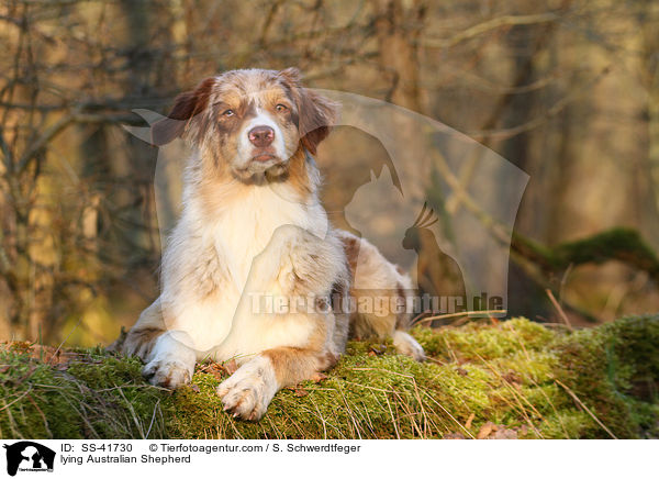 liegender Australian Shepherd / lying Australian Shepherd / SS-41730