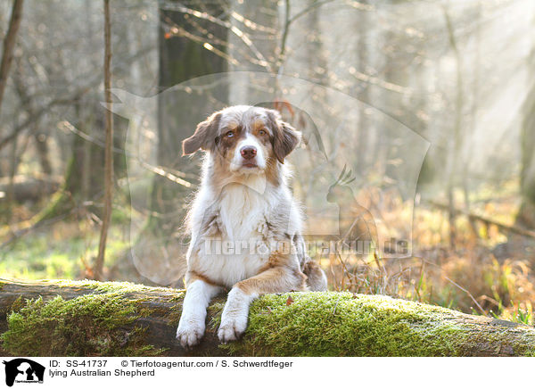 liegender Australian Shepherd / lying Australian Shepherd / SS-41737