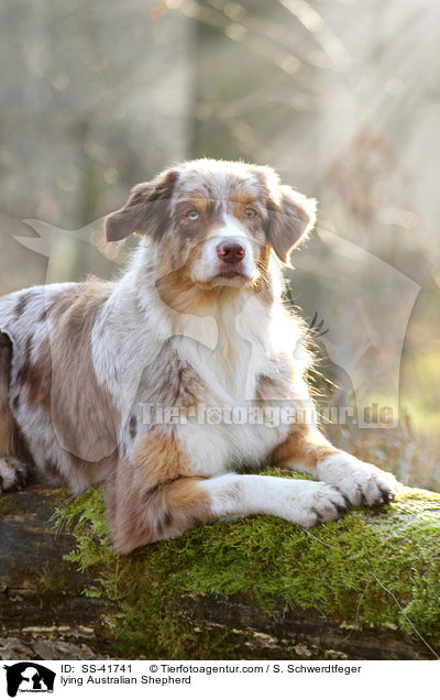 liegender Australian Shepherd / lying Australian Shepherd / SS-41741