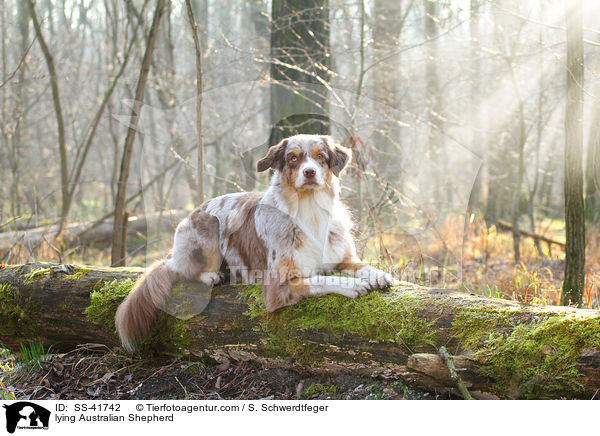 liegender Australian Shepherd / lying Australian Shepherd / SS-41742