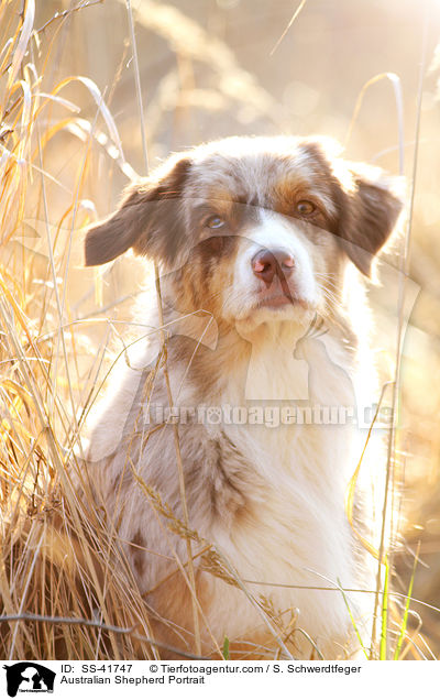 Australian Shepherd Portrait / Australian Shepherd Portrait / SS-41747