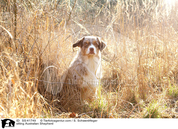 sitzender Australian Shepherd / sitting Australian Shepherd / SS-41749