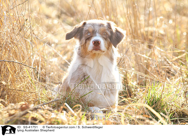 liegender Australian Shepherd / lying Australian Shepherd / SS-41751