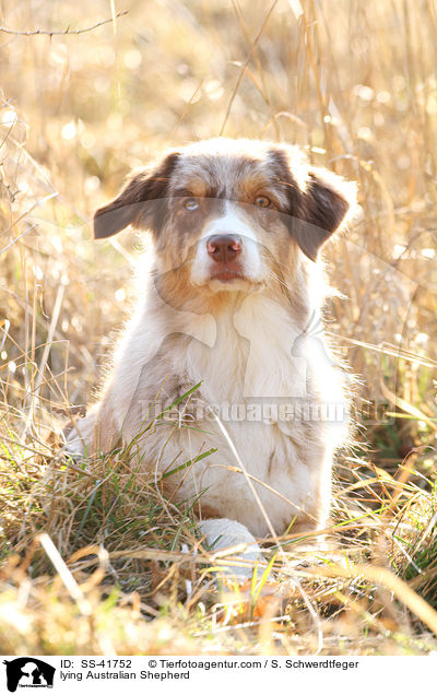 liegender Australian Shepherd / lying Australian Shepherd / SS-41752