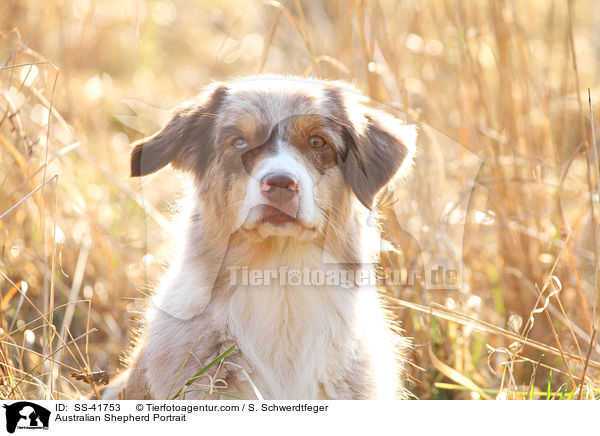 Australian Shepherd Portrait / Australian Shepherd Portrait / SS-41753