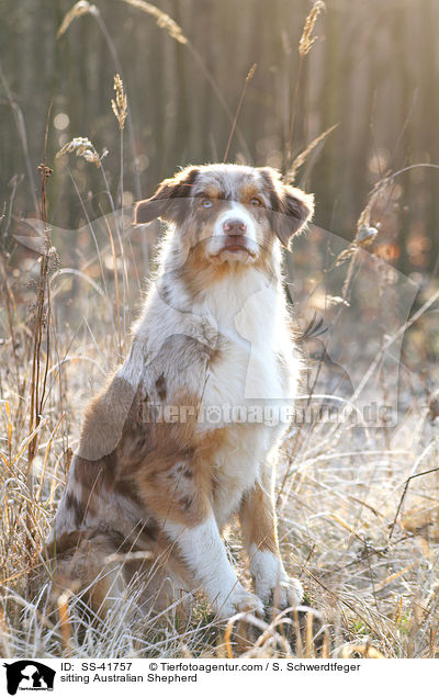 sitzender Australian Shepherd / sitting Australian Shepherd / SS-41757