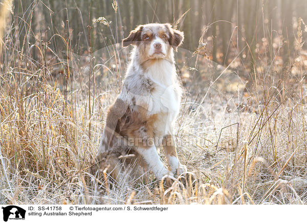 sitzender Australian Shepherd / sitting Australian Shepherd / SS-41758