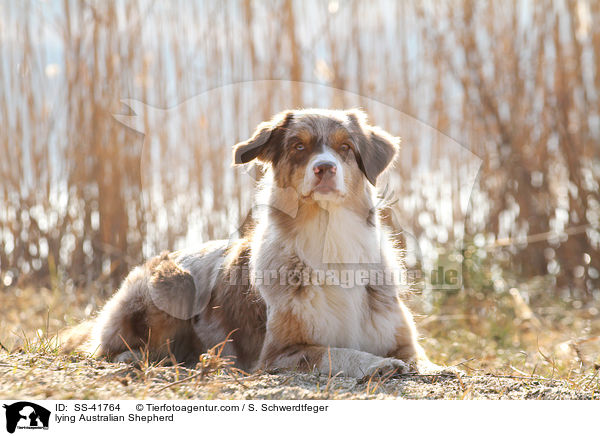 liegender Australian Shepherd / lying Australian Shepherd / SS-41764