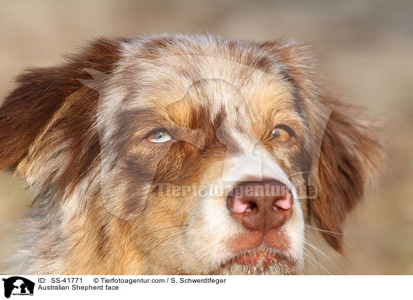 Australian Shepherd face / SS-41771