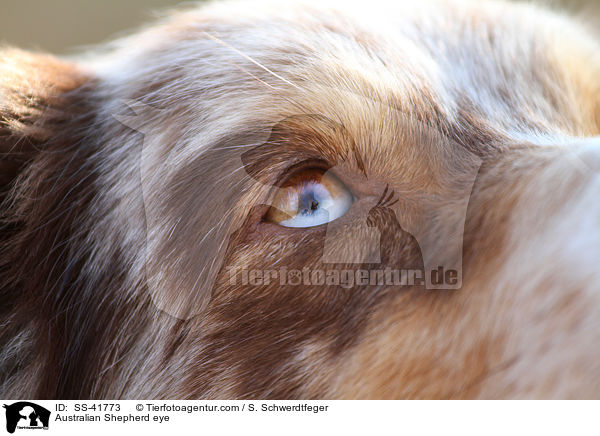 Australian Shepherd eye / SS-41773