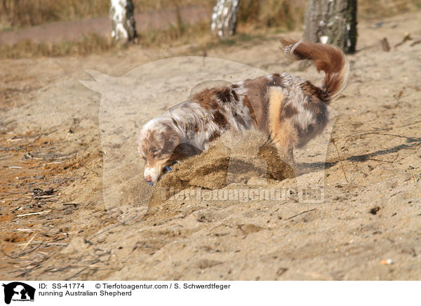 rennender Australian Shepherd / running Australian Shepherd / SS-41774