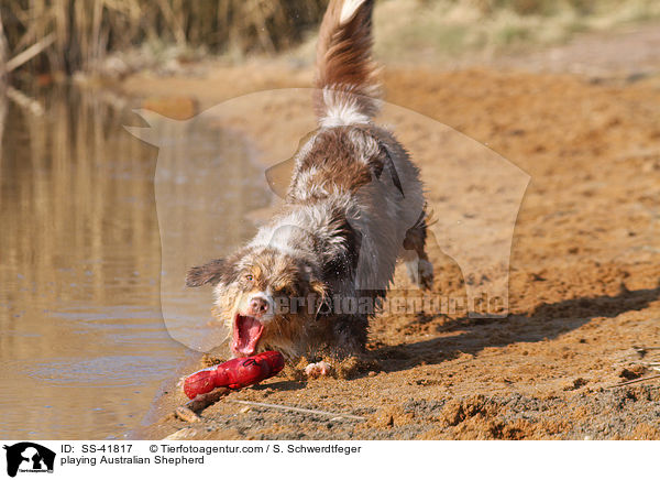 spielender Australian Shepherd / playing Australian Shepherd / SS-41817