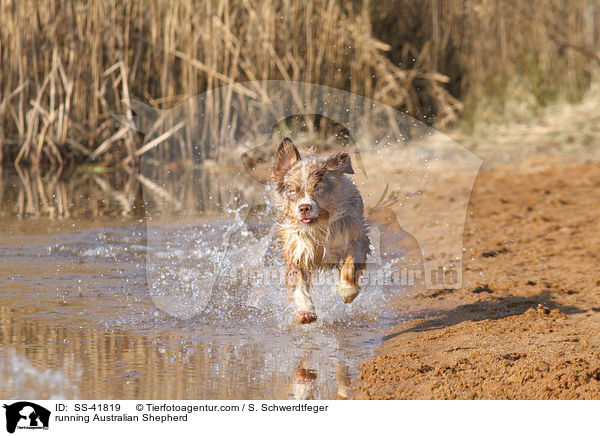 rennender Australian Shepherd / running Australian Shepherd / SS-41819