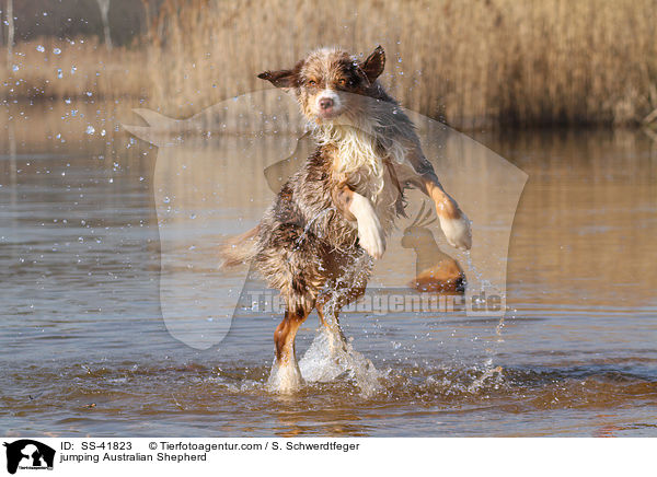 springender Australian Shepherd / jumping Australian Shepherd / SS-41823