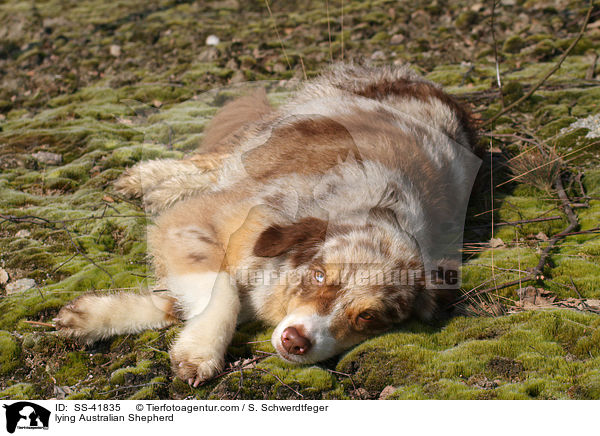 liegender Australian Shepherd / lying Australian Shepherd / SS-41835