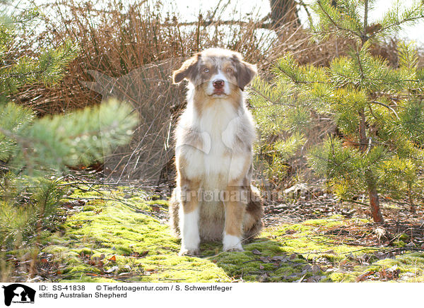 sitzender Australian Shepherd / sitting Australian Shepherd / SS-41838