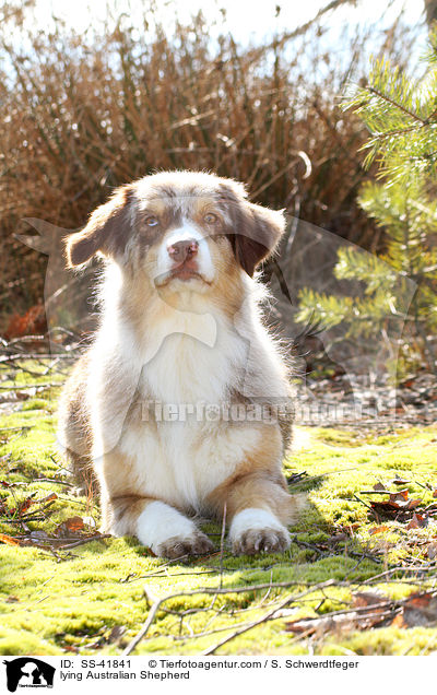 liegender Australian Shepherd / lying Australian Shepherd / SS-41841