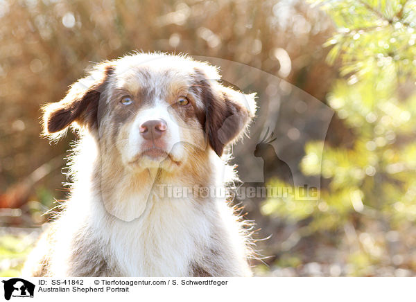 Australian Shepherd Portrait / Australian Shepherd Portrait / SS-41842