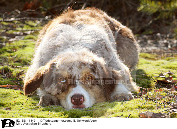 liegender Australian Shepherd / lying Australian Shepherd / SS-41843