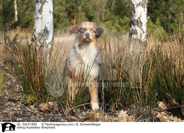 sitzender Australian Shepherd / sitting Australian Shepherd / SS-41850