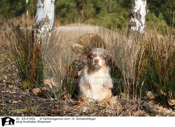 liegender Australian Shepherd / lying Australian Shepherd / SS-41852