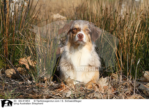 liegender Australian Shepherd / lying Australian Shepherd / SS-41853