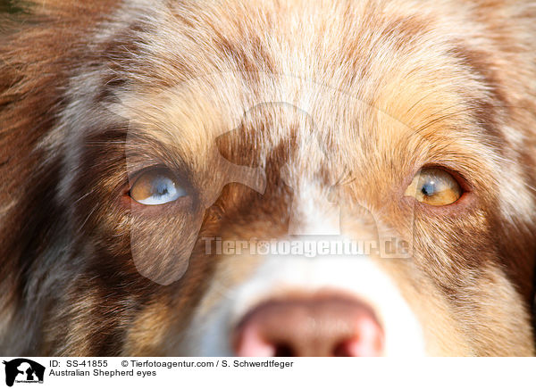 Australian Shepherd eyes / SS-41855