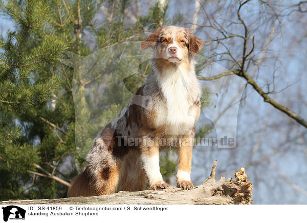 stehender Australian Shepherd / standing Australian Shepherd / SS-41859