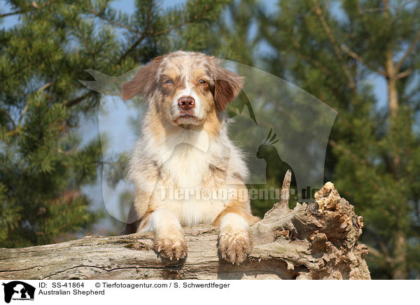 Australian Shepherd / Australian Shepherd / SS-41864