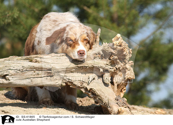 ser Australian Shepherd / cute Australian Shepherd / SS-41865