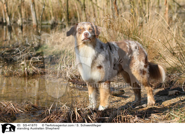 stehender Australian Shepherd / standing Australian Shepherd / SS-41870