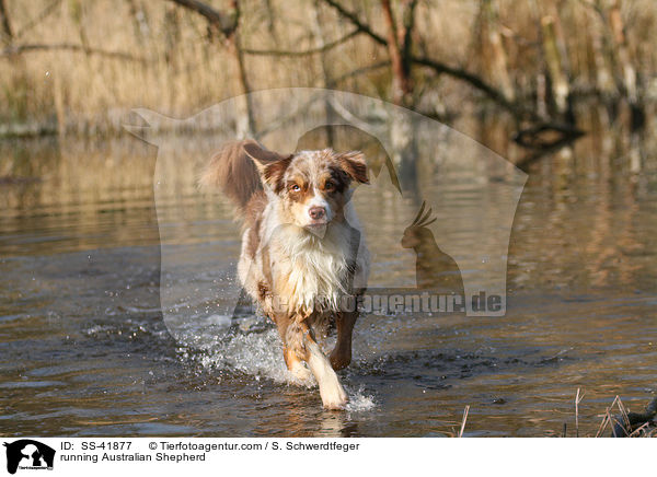 rennender Australian Shepherd / running Australian Shepherd / SS-41877