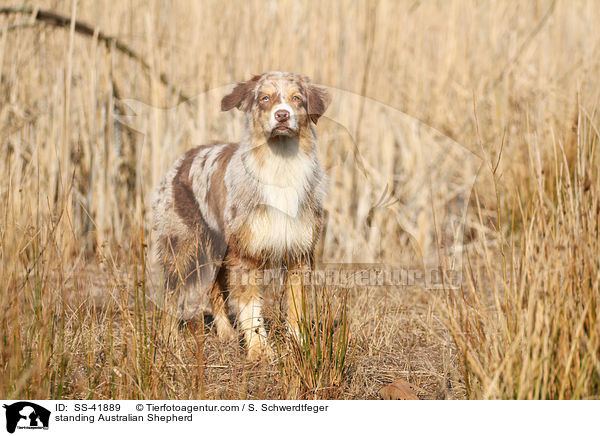 stehender Australian Shepherd / standing Australian Shepherd / SS-41889