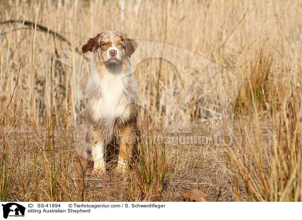 sitzender Australian Shepherd / sitting Australian Shepherd / SS-41894