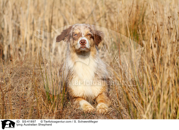 liegender Australian Shepherd / lying Australian Shepherd / SS-41897