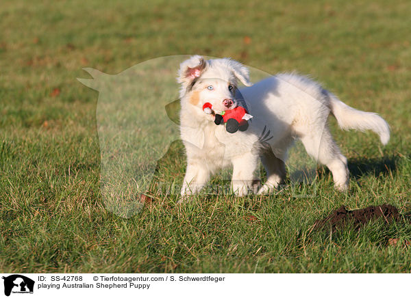 spielender Australian Shepherd Welpe / playing Australian Shepherd Puppy / SS-42768