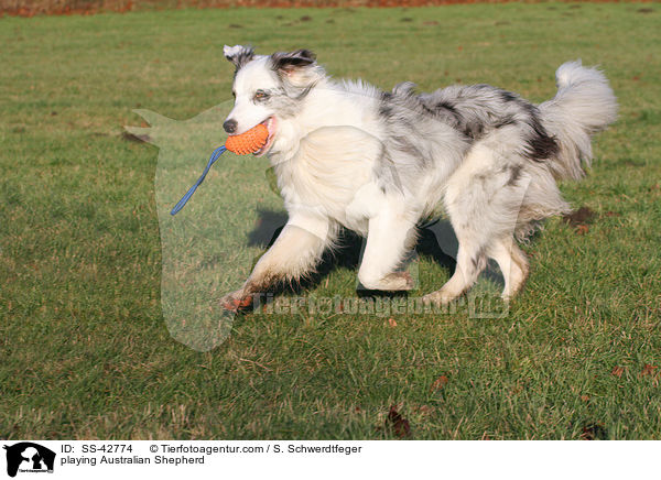 spielender Australian Shepherd / playing Australian Shepherd / SS-42774