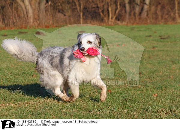 spielender Australian Shepherd / playing Australian Shepherd / SS-42789