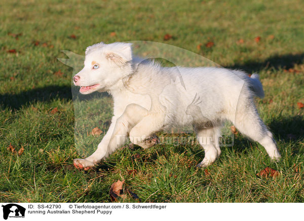 rennender Australian Shepherd Welpe / running Australian Shepherd Puppy / SS-42790