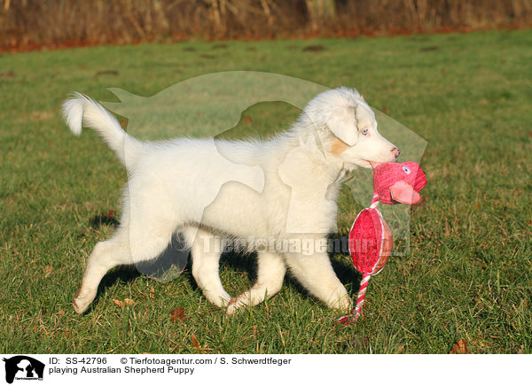 spielender Australian Shepherd Welpe / playing Australian Shepherd Puppy / SS-42796