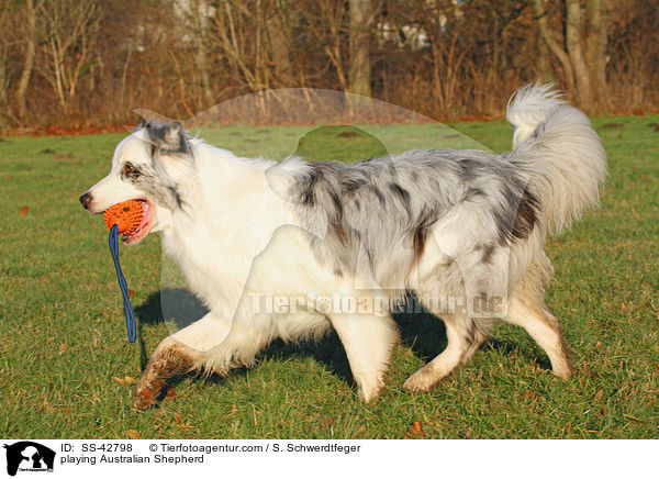 spielender Australian Shepherd / playing Australian Shepherd / SS-42798